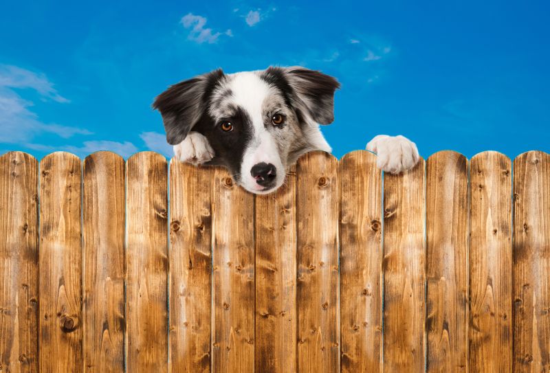 Wooden Dog Fence Installation